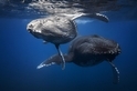 座頭鯨嬰兒與母親