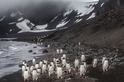 一群南極洲的企鵝