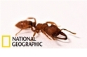 是何方「蟻」聖的大顎能在15微秒內從0加速到時速320公里？