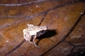 微型奇蛙！人類發現體型最小的蛙之一，只有訂書針大小