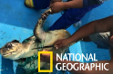 海龜受困幽靈漁網，幸運獲救！