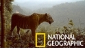 「剩不到600隻……」蘇門答臘虎的棲地正快速喪失中