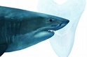 巨齒鯊確定是滅絕了──要怪的可能就是大白鯊
