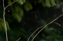用蛛網把自己「彈」出去抓獵物的蜘蛛，而且加速度超過火箭20倍！