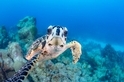 超讚海龜自拍照！