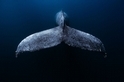 鯨魚尾巴
