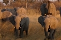 人類生活困頓的地方，大象也備受折磨