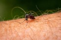 為什麼殺蟲劑其實會增加蚊子數量？