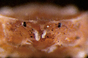 以齊柏林命名的新種膜殼蟹──齊柏林新尖額蟹