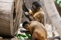 這些猴子在3000年前已邁入自己的「石器時代」！