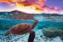 海龜與夕陽
