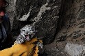 罕見畫面：造訪巢穴中稀有的雪豹寶寶