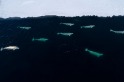 融冰能讓北極某些鯨群飽餐一頓──但也只有現在了