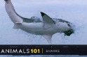 101動物教室：鯊魚