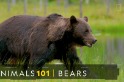 101動物教室：熊