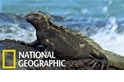 吃素的海中蛟龍：海鬣蜥