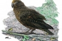 紐西蘭出土「嘎吉拉」鸚鵡，身高達人類一半