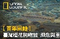 【百年回鮭】臺灣櫻花鉤吻鮭 瀕危與重生