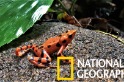 上百隻鮮豔小蛙有任務在身──拯救牠們的物種