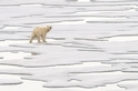 覓食中的母北極熊