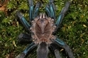 大傢伙來了！斯里蘭卡發現閃亮亮的新種藍色蜘蛛