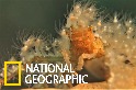 這隻「箭蟹」為何穿著毛茸茸的珊瑚大衣？
