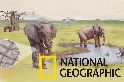 解碼自然：大象的皮膚如何幫助牠們對抗炎熱？