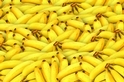 香蕉可能要滅絕了，但蕉農們卻玩起了手機？