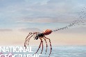 解碼自然：靠電力翱翔的飛天蜘蛛