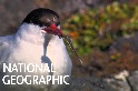 一年能經歷兩次夏季的鳥──北極燕鷗