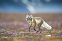 紫色薄霧中的狐狸姑娘