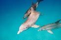  踢技了得！看海豚如何把魚「踹」出水面填飽肚子