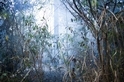 見證大火中的滅絕 大型農企開發摧殘亞馬遜雨林 有如殖民故事翻版