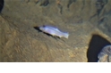 罕見畫面：稀有洞穴盲魚現身神秘洞穴