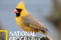 百萬分之一的「特別版」黃色北美紅雀
