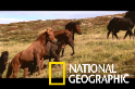 純種培育長達千年之久的冰島馬
