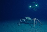 深海巨蟹