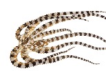 斑馬章魚