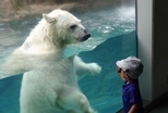 北極熊與小男孩