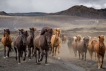 奔竄的冰島馬