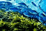 藍色魚群