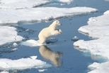 海冰上的北極熊