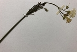全球每八秒誕生一份植物標本 大自然的時空館藏 千元鈔上的塔塔加薊「驗明正身」就靠它