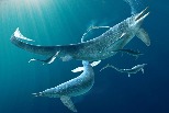 驚人的「火鴨雞」化石：魚龍強吞4公尺長巨大獵物，卻也付上代價