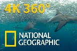 4K 360° VR臨場體驗：一頭栽入瘋狂搶食的鯊魚群！