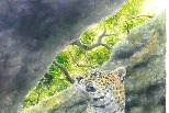 臺灣古生物研究重大發現 科學家在墾丁找到1萬2000年前花豹蹤跡