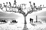 洒滿陽光的湖濱步道