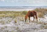 海灘上的小馬