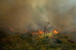 我們將失去雨林？ 研究：亞馬遜承受乾旱與濫伐的能力正在下降