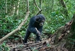 研究發現：黑猩猩智慧一半來自遺傳